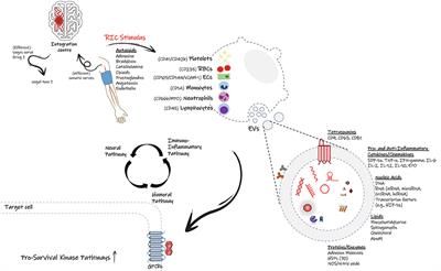 Immune Modulation as a Key Mechanism for the Protective Effects of Remote Ischemic Conditioning After Stroke